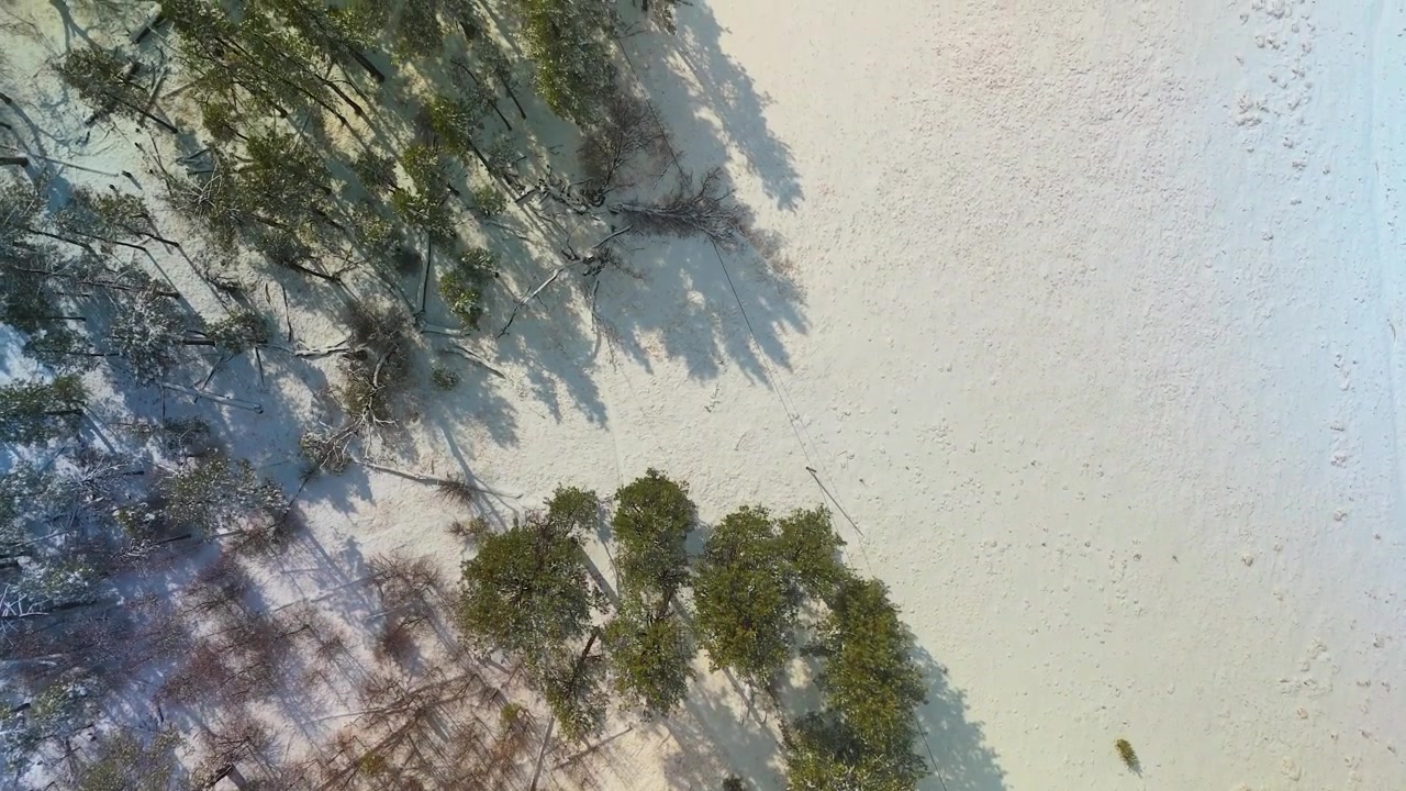 Coniferous Forest Covered With Snow In Winter. - aerial shot