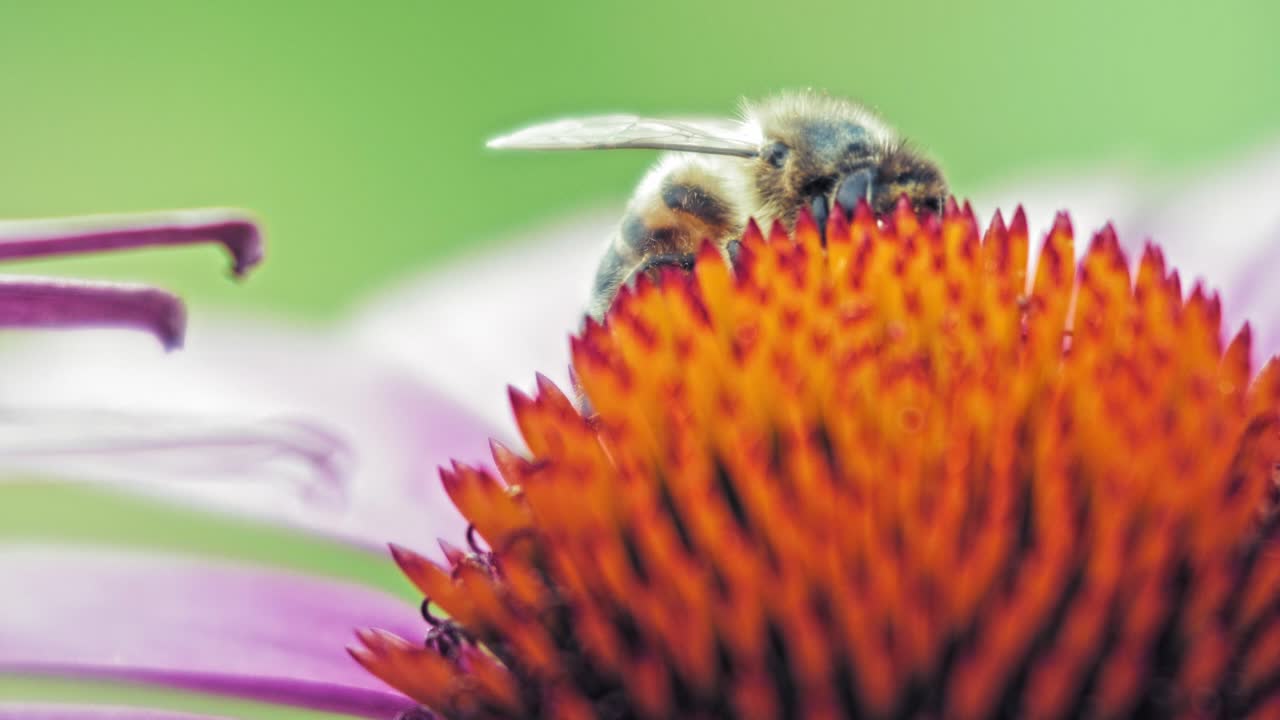 una macro primer plano de una abeja melífera recolectando néctar de una flor de cono rosa y naranja