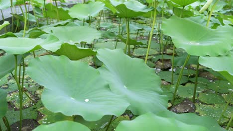 a serene view of vibrant lotus leaves thriving in a calm pond showcasing nature's beauty.