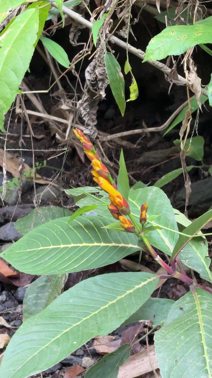 Fiore tropicale giallo e rosso vivace in un ambiente naturale della foresta.