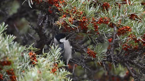 cinereous se alimenta en los arbustos