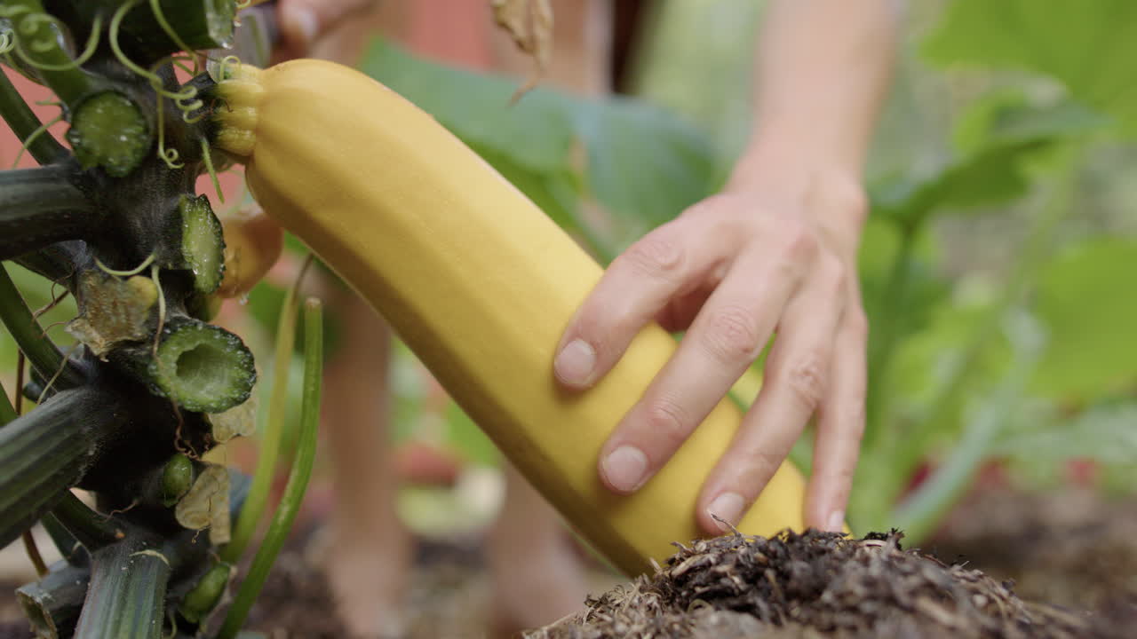 calabacín de calabaza amarilla cultivado en el hogar cosechado con cuchillo en el huerto