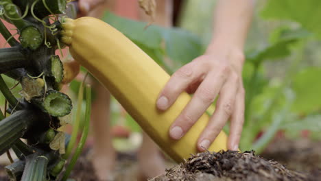 Homegrown-yellow-squash-zucchini-harvested-with-knife-in-vegetable-garden