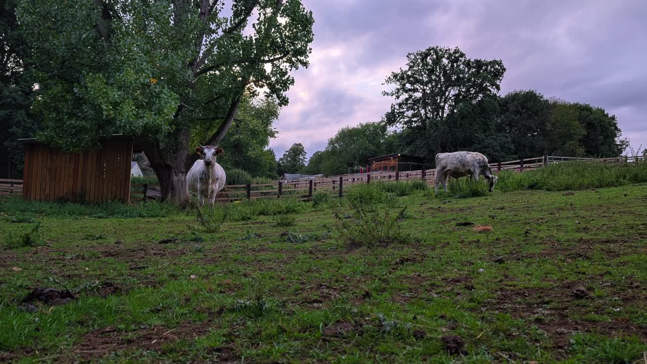 Point of view of cows grazing on green pasture during dramatic stormy sunset sky in Rutland countryside, United Kingdom