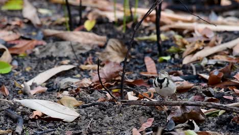 The-Forest-Wagtail-is-a-passerine-bird-foraging-on-branches,-forest-grounds,-tail-wagging-constantly-sideways