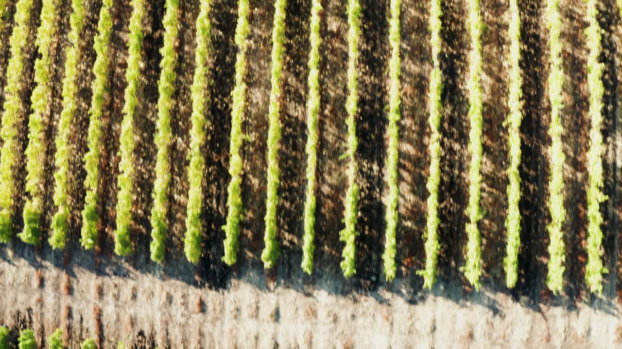 푸른 포도 위를 날아다니며