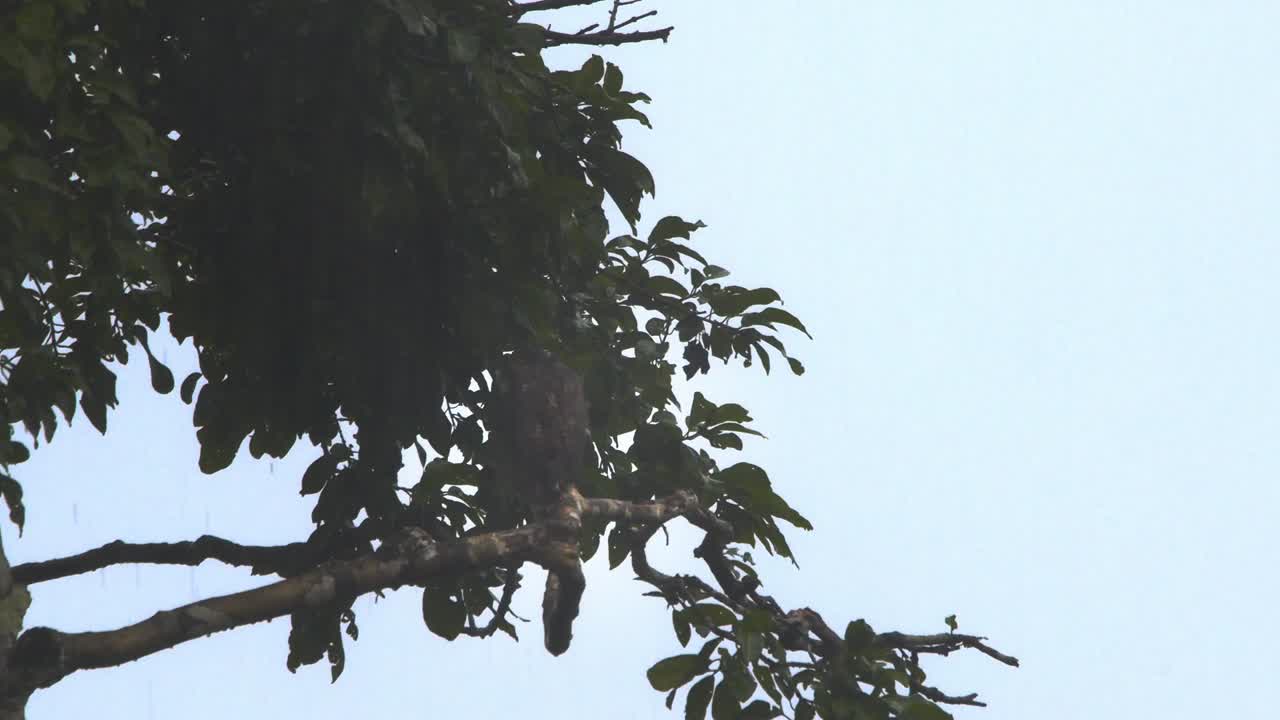 Brown hawk perched atop a rainforest tree, drenched in rain, in the lush forests of Peru.