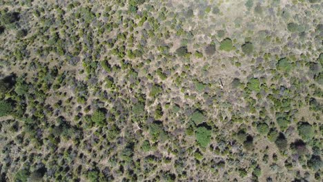 Giraffes-running-through-Botswana-bushland,-High-Aerial-Top-View