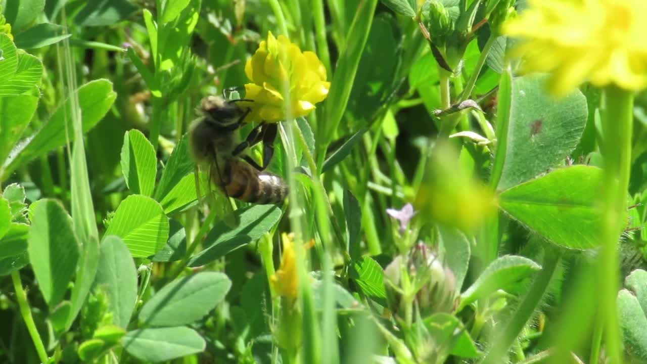 Bees fly between flowers and gather nectar