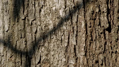 Textura-De-árbol-De-Corteza-Marrón-Con-Sombra-De-Ramas