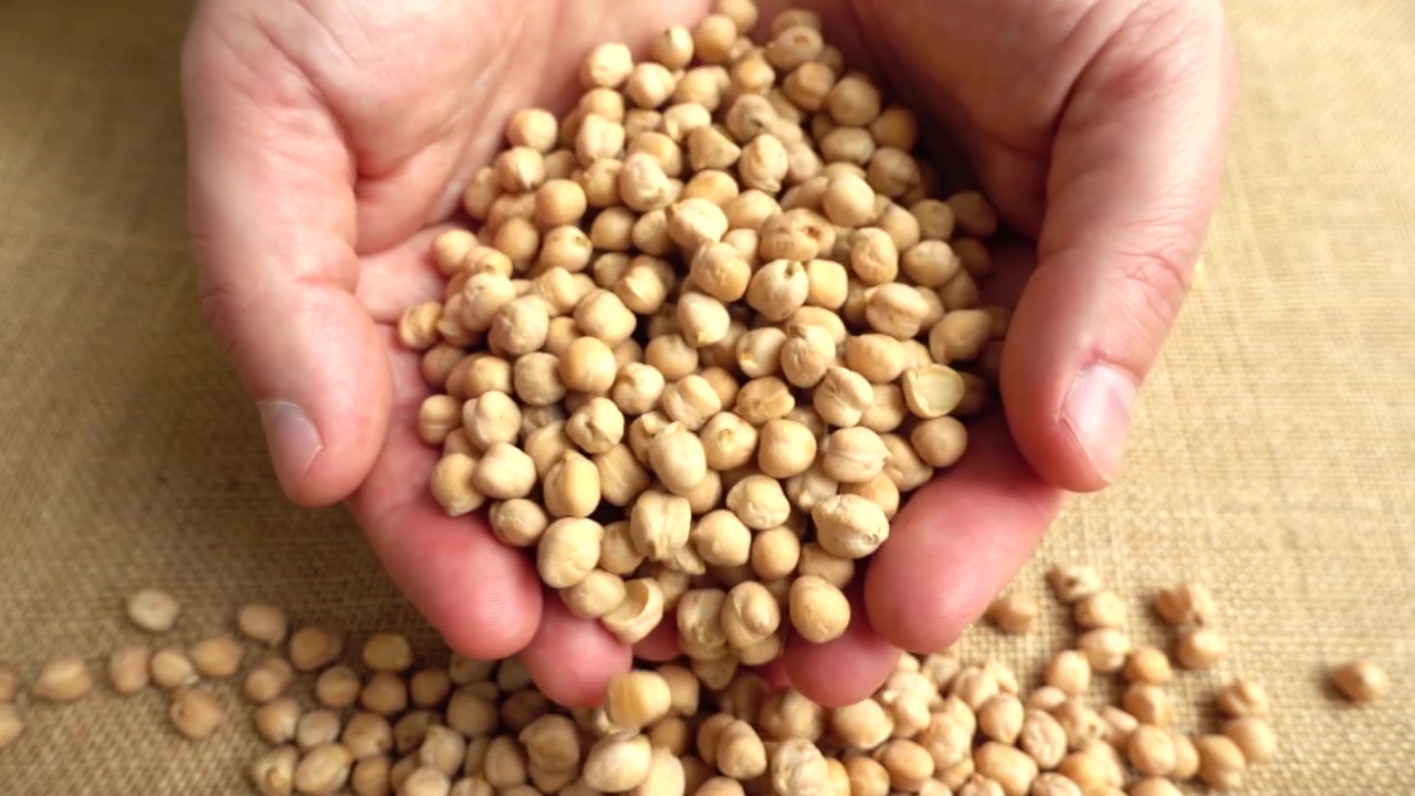 Petani mengambil kacang arab dari karung. Gerak lambat.
