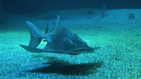 a guitarfish swims peacefully in a marine aquarium