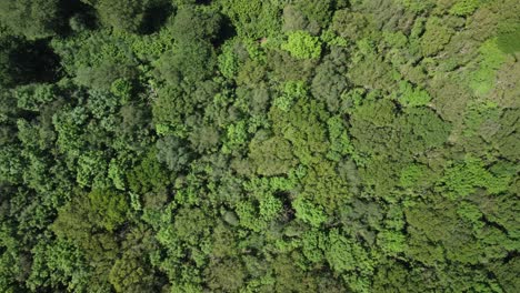 Vista-Aérea-Copas-De-Los-árboles-Del-Bosque,-árboles-Con-Hojas-Verdes-Densas