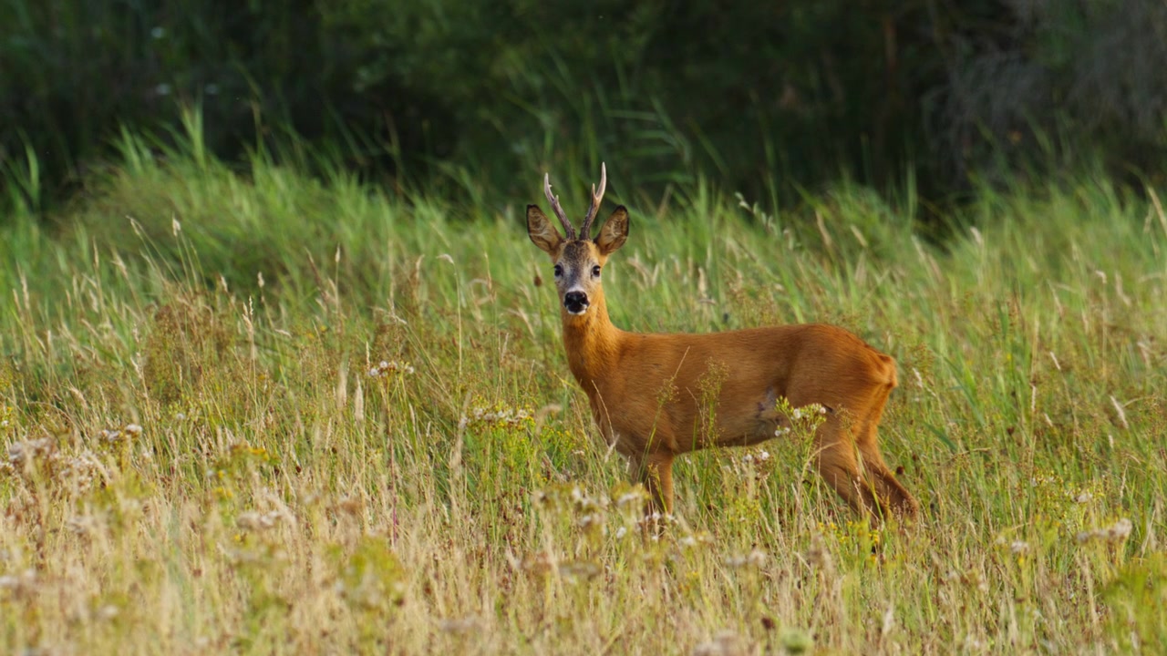 Capriolo attento (Capriolo europeo) trotta attraverso l'erba delle dune e si ferma, al rallentatore.