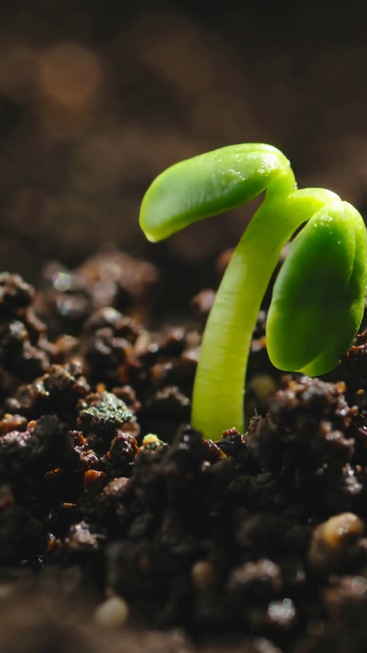 Time-Lapse of a Green Seedling Sprouting from Dark Soil