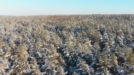 Luftaufnahme-Von-Oben-Mitten-Im-Winterwald