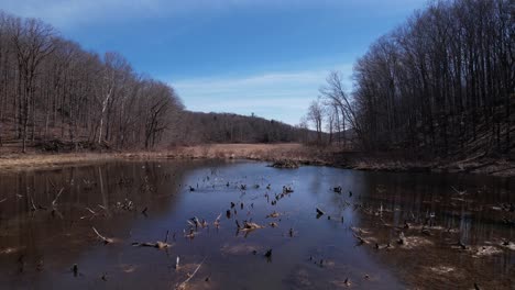 low flyover of woodland pond with waterfowl and beaver damn amidst a seasonal autumn setting