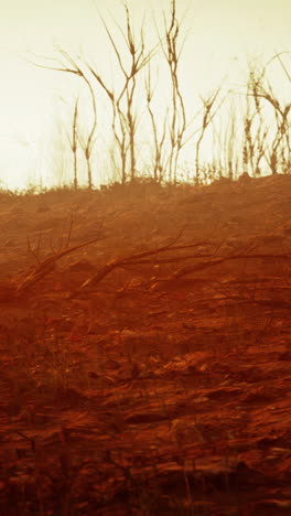 campo quemado con árboles muertos