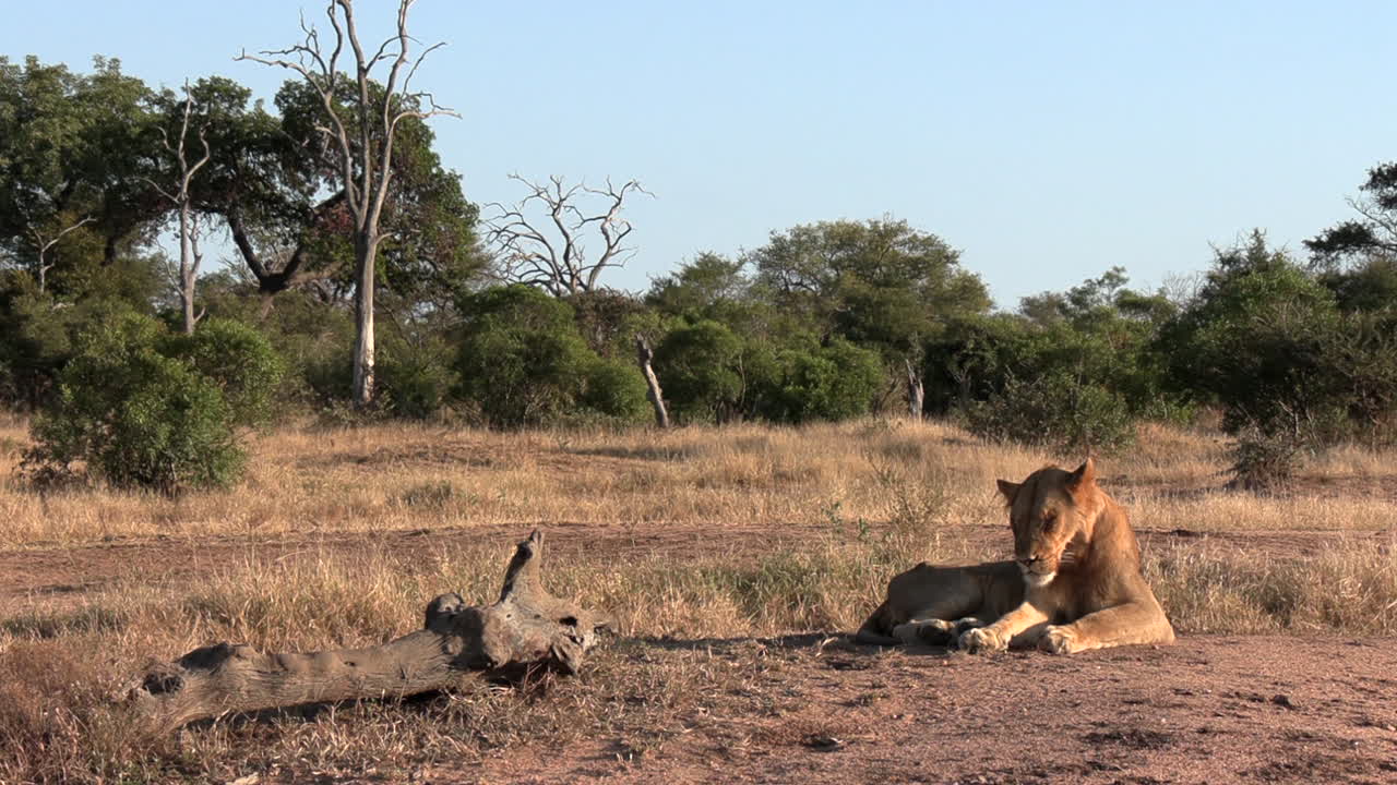 Un giovane leone maschio nomade solitario, isolato dal suo branco, riposa sotto il sole africano del tardo pomeriggio.