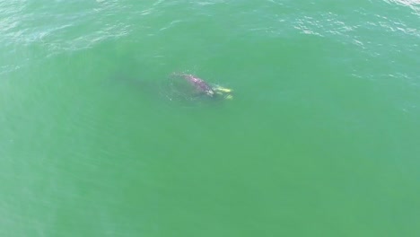 Aerial-Over-A-North-Atlantic-Right-Whale-Mother-And-Calf-Swimming-With-Bottlenose-Dolphins-4