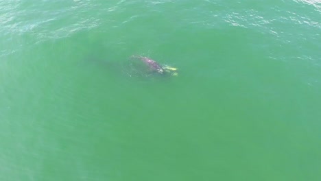 antena sobre una ballena franca del atlántico norte madre y cría nadando con delfines nariz de botella 4