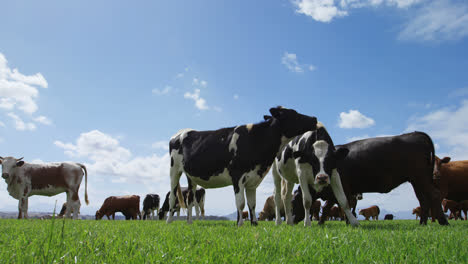 cattle grazing in the farm 4k