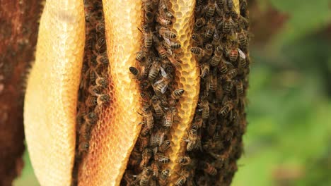 colony of wild apis mellifera carnica or western honey bees coming and going from a layered honeycomb hive macro closeup of insects in natural surrounding