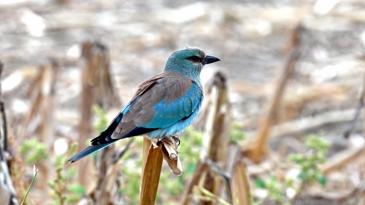 European roller perched on a branch in a field, looking around in search of prey