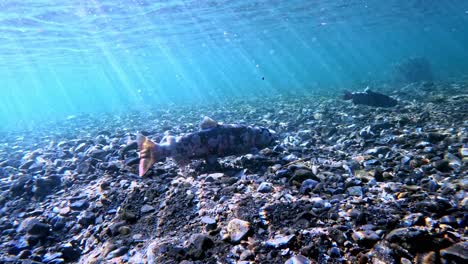 A-Close-up-Video-of-Biwa-Trout-Footage-Filmed-Near-Lake-Biwa,-Japan