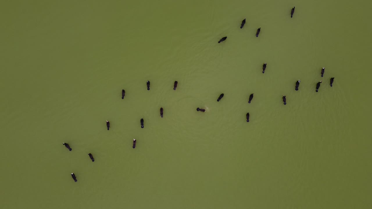새 떼 그레이트 가마우지(phalacrocorax carbo) 수영 호수