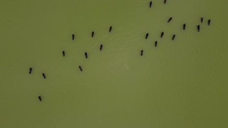 bandada de pájaros grandes cormoranes (phalacrocorax carbo) nadar lago
