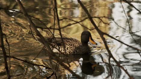 a yellow-billed duck swims calmly through the tranquil water