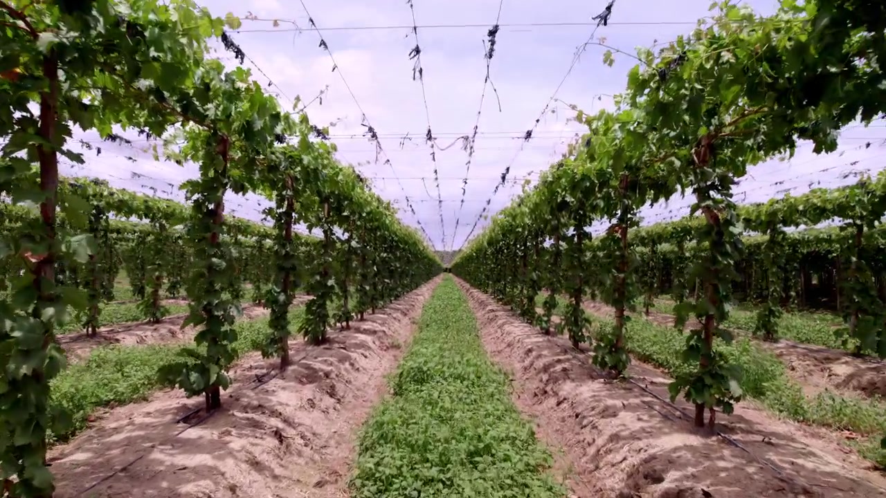 Drone volant entre les rangées de vignes dans une plantation de raisins irriguée dans la campagne brésilienne.