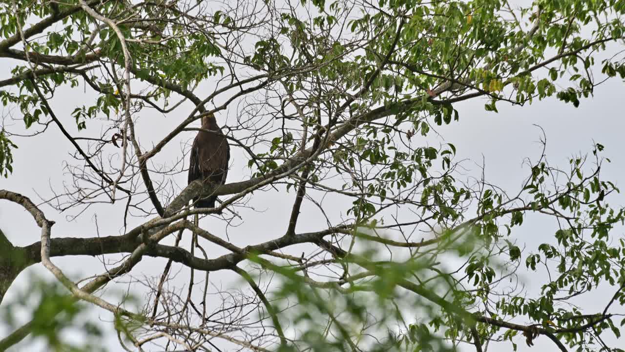 sacudiendo la cabeza como se ve a través de las ramas de este árbol en lo profundo de la selva, el águila serpiente de cresta spilornis cheela, tailandia