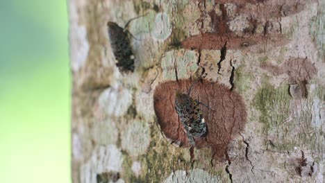 Dos-Individuos-En-La-Corteza-Del-árbol-Y-El-De-La-Derecha-Mueve-Un-Poco-Su-Pata-Delantera-Derecha-Si-Solo-Le-Prestas-Atención,-Insecto-Linterna-Variegate-Penthicodes,-Tailandia