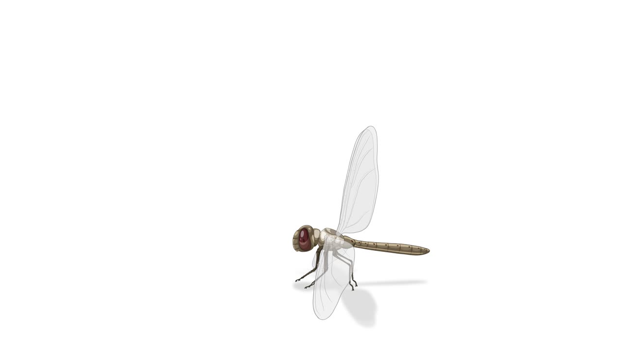 An educational animation illustrating dragonfly anatomy with labeled parts, showcasing detailed transitions and clear visual elements
