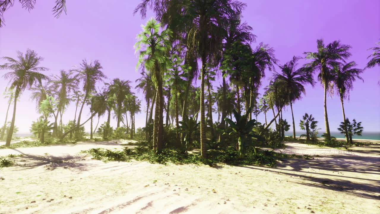 Tropical beach with palm trees and vibrant sky at sunset