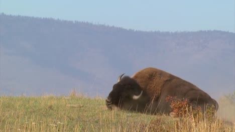 bison rolling in dust