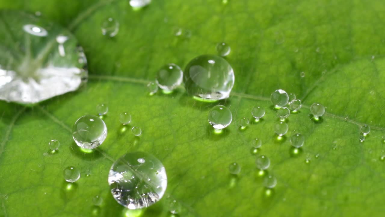 Slow motion macro footage of water droplets falling and bouncing on a fresh green leaf. Close-up nature shot showing clarity, surface tension, and organic beauty