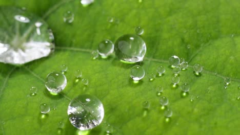 slow motion macro footage of water droplets falling and bouncing on a fresh green leaf. close-up nature shot showing clarity, surface tension, and organic beauty