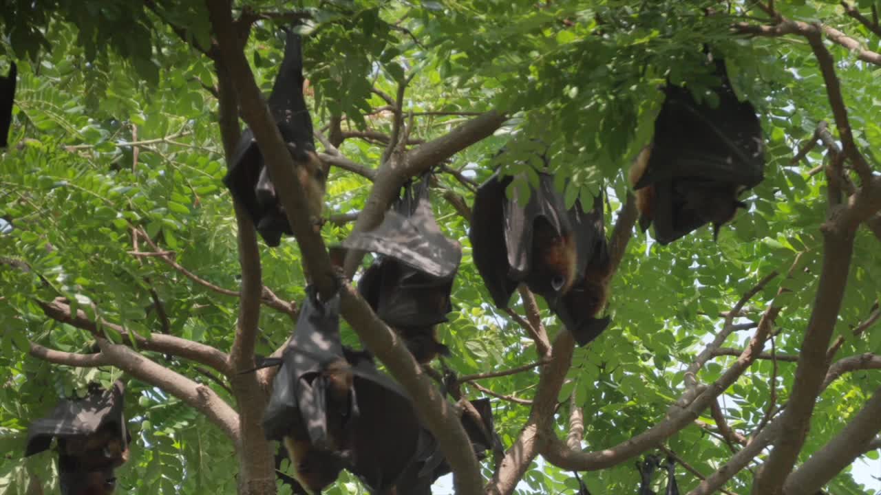 фруктовые летучие мыши, висящие на деревьях, крупный вид в колхапуре
