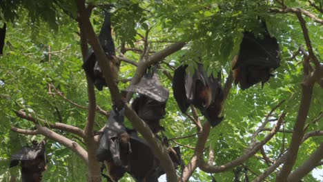 fruit bats hanging from trees closeup view in kolhapur