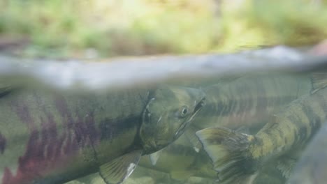 salmón chum desovando en un arroyo en el noroeste del pacífico, canadá