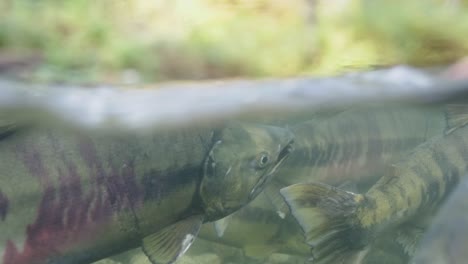 spawning chum salmon in a stream in the pacific northwest, canada