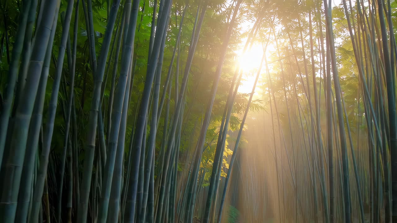 luz del sol del bosque de bambú