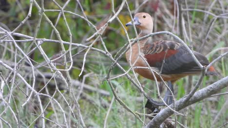 Pfeifende-Ente-Im-Baum-Mp4-4k-Uhd-Video