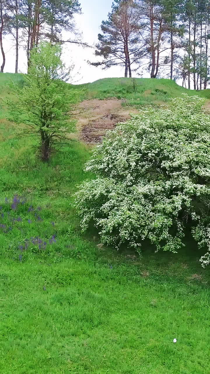 Trees in blossom growing on the green hill. Couple sitting and resting on the rocks. Pine trees at backdrop. Vertical video