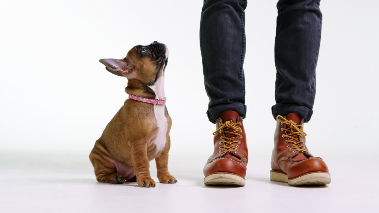 французский бульдог щенка смотрит на прыгающий мяч, крупный план, выстрел на r3d