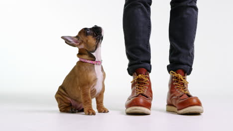 un cachorro de bulldog francés viendo una pelota rebotante, de cerca, filmado en r3d