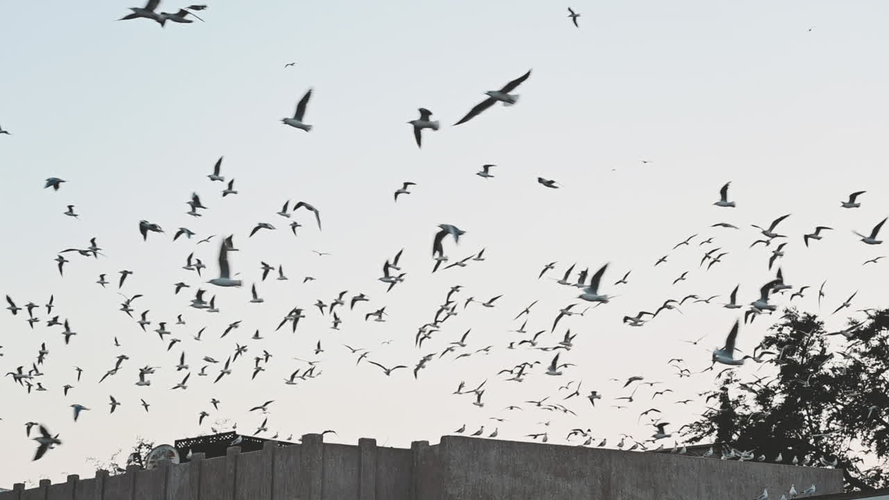 두바이의 알 파히디(al fahidi) 역사 지구, 아랍에미리트